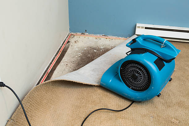 Best Local water damage restoration  in Stevensville, MI